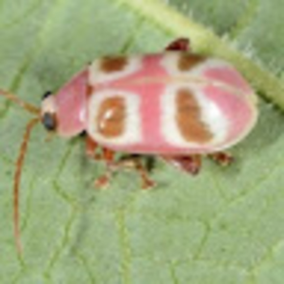 Meet your Posher, Lexi - Picture 1 of 1